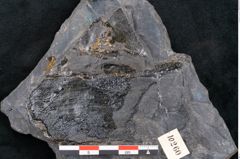 Foto (Detailansicht) von Plantae indet.  (NHMW-GEO-2024-0188-10260)